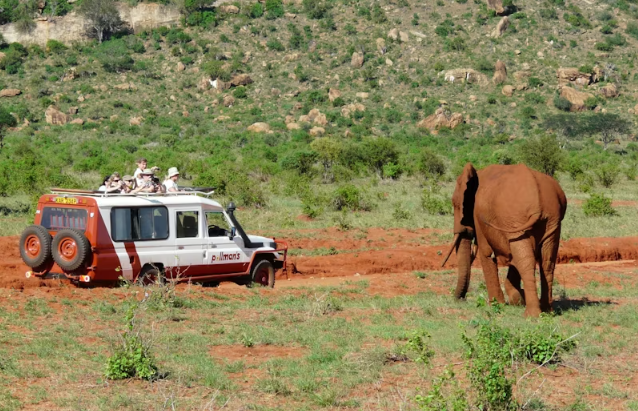 Tsavo East Safari with Overnight Stay at Ashnil Aruba Lodge - Image 2